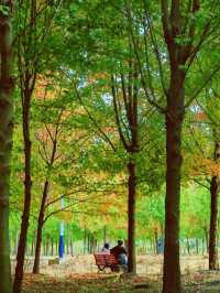 秋日魔都遠郊邂逅紅色浪漫。