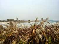 滹沱河生態濕地（城區段）-滹沱濕地。