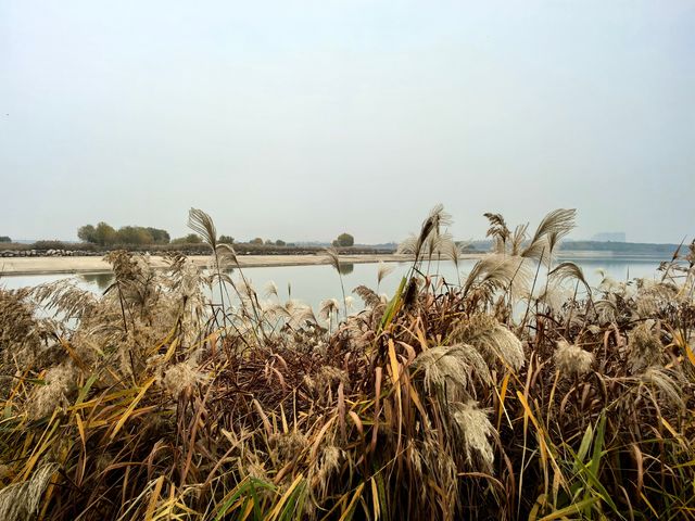 滹沱河生態濕地（城區段）-滹沱濕地。