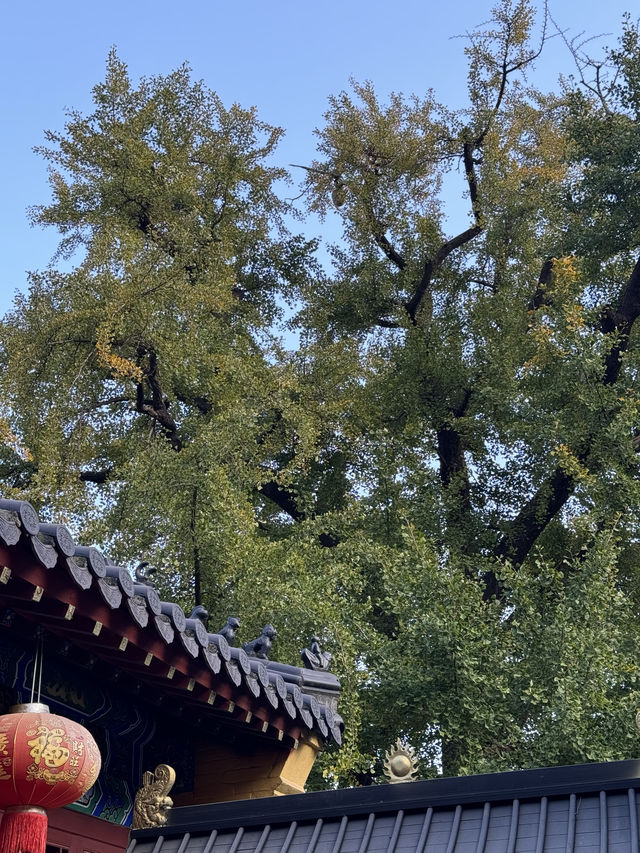 青島大士寺 | 山林間的靜謐古剎。