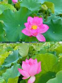 邂逅撫州廣昌蓮花盛宴。