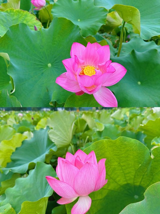 邂逅撫州廣昌蓮花盛宴。