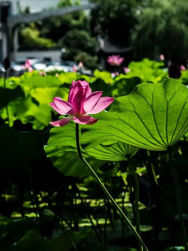 Autumn in Hangzhou, Wuzhen, and Xitang: A must-see travel destination. 