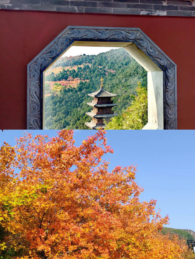 太原太山，紅葉滿山待你賞！。