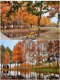 遠香湖公園此刻已是深秋！！！