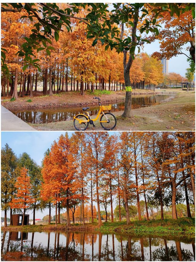 遠香湖公園此刻已是深秋！！！