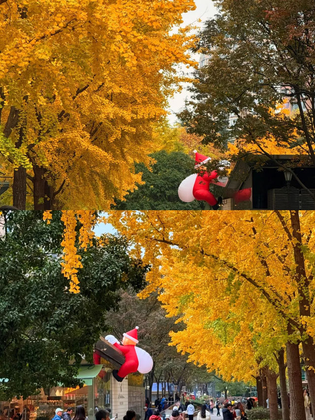 上海|黃金城道已經美得不像樣了~ 上海|黃金城道已經美得不像樣了~