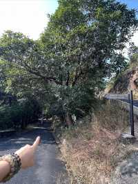 大欖郊野公園｜麥理浩徑第十段千島湖清景台