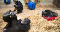 薩爾布呂肯：動物園