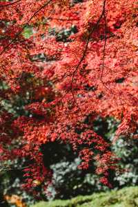我在東京看紅葉拍到了人生照片