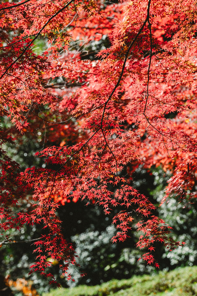 我在東京看紅葉拍到了人生照片