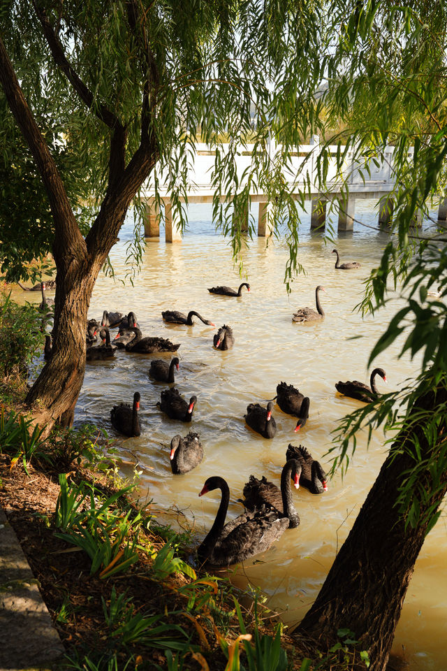 湖州乘船而入的公園 還有稻草人展