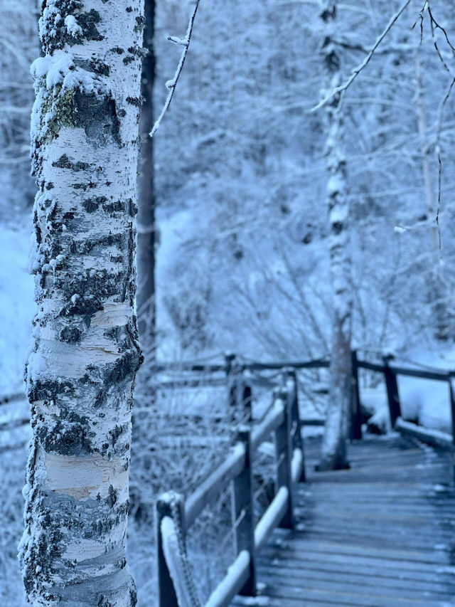 龍江第一灣｜來追一場北方的雪吧