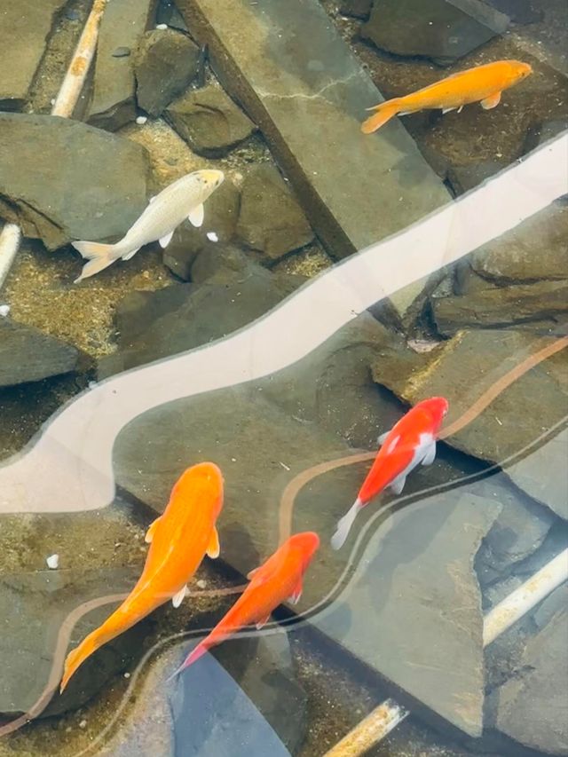 景德鎮浮梁高嶺中國村·花開幸福里酒店