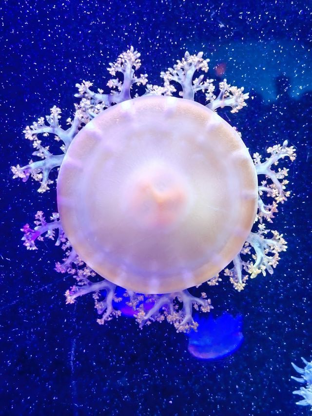 太平洋漢海海底世界