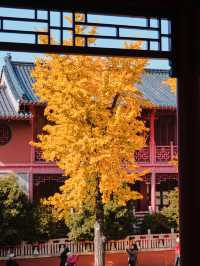 秋天來南京，錯過毗盧寺的銀杏該有多遺憾？
