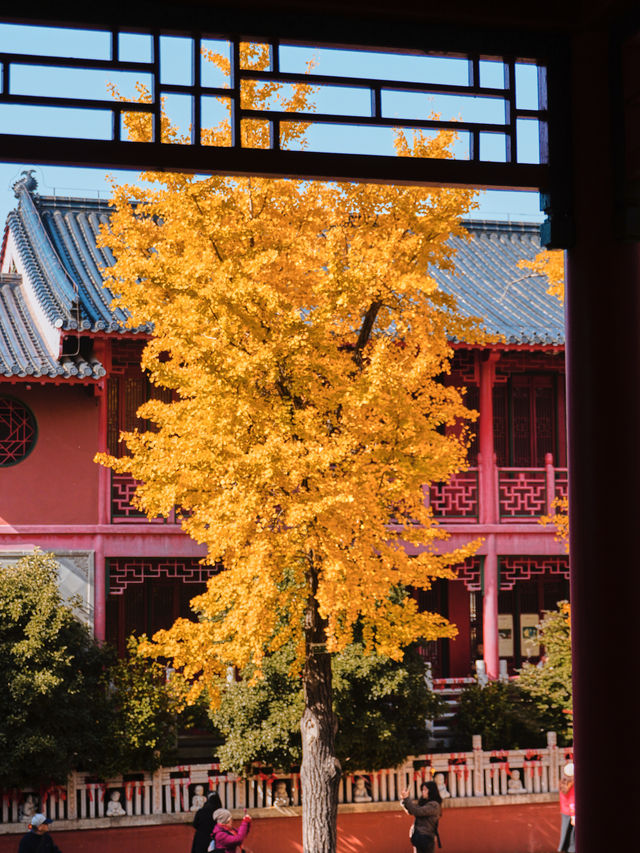 秋天來南京，錯過毗盧寺的銀杏該有多遺憾？