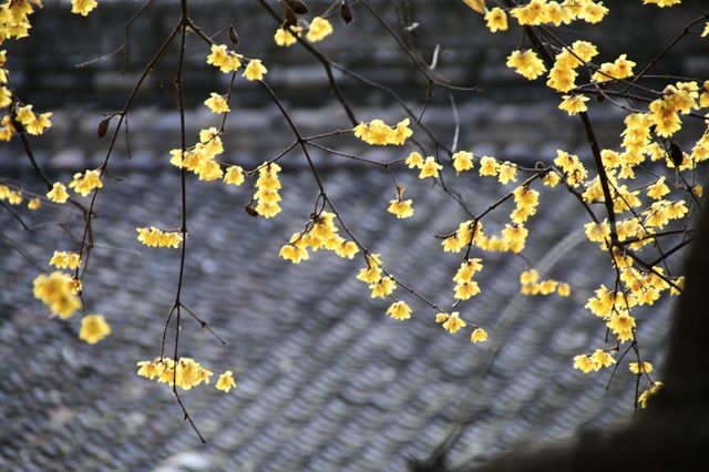 西安大興善寺～臘梅花開