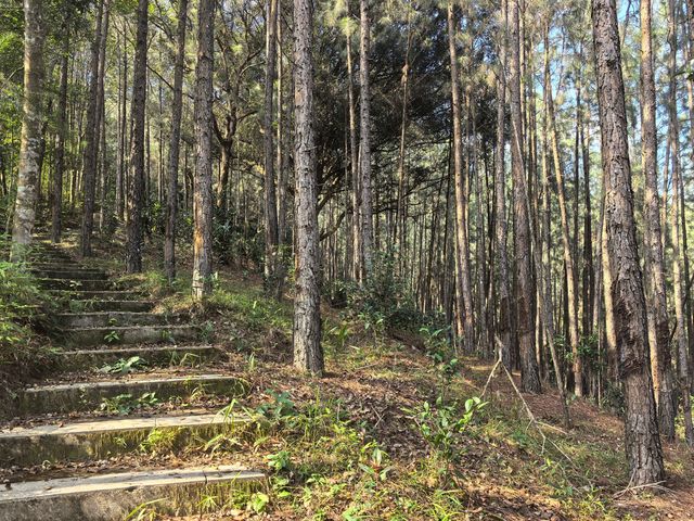 海南熱帶雨林國家公園一一黎母山