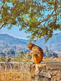 住進高黎貢山嘅山野間同猕猴共寢？！後勁太大！