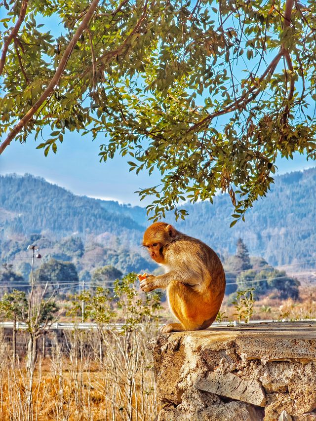 住進高黎貢山嘅山野間同猕猴共寢？！後勁太大！