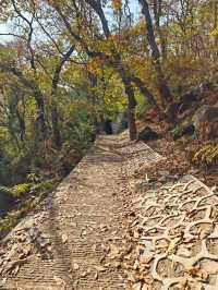 武漢旅遊 | 來寶通禪寺拜拜可以順道吸個貓