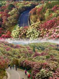 2025春季花海盛宴：賞花攻略大放送