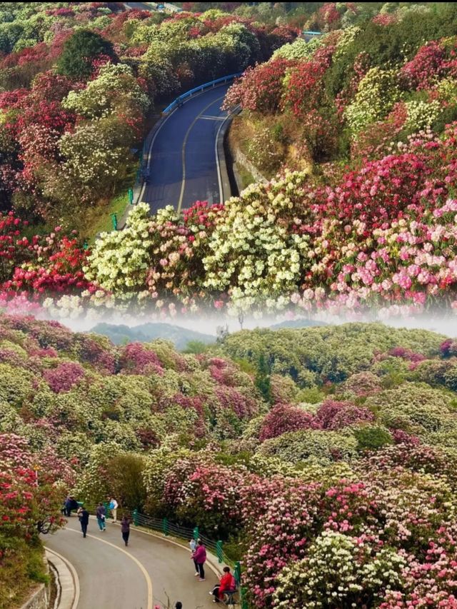 2025春季花海盛宴：賞花攻略大放送