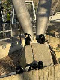 Visit London Zoo in Winter for a Unique Experience