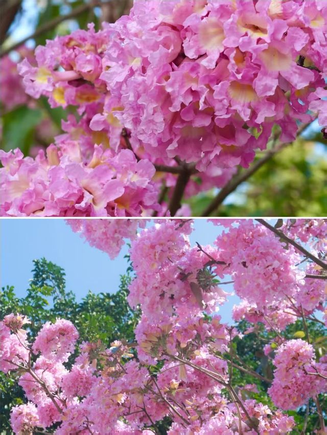 風兒告訴我，深圳的花兒開了