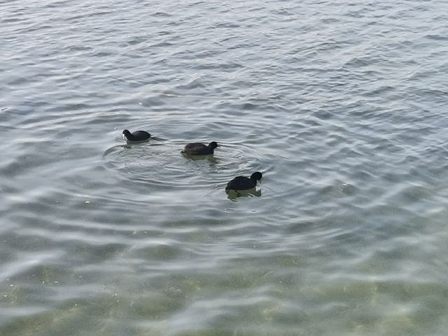 明珠之城