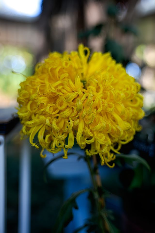 快來解鎖雲溪植物園的花花世界