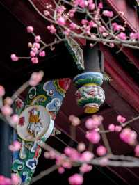報～ 望江樓公園的梅花已到最佳觀賞期！