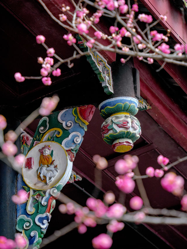報～ 望江樓公園的梅花已到最佳觀賞期！