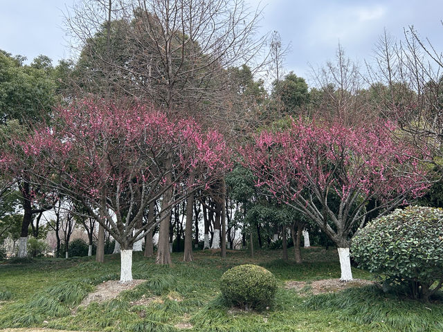 2.21 莘莊梅園實況｜「梅」不勝收，獨佔春色，專場