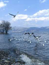 昆明-大理市-麗江8日親子遊 超詳細攻略來襲