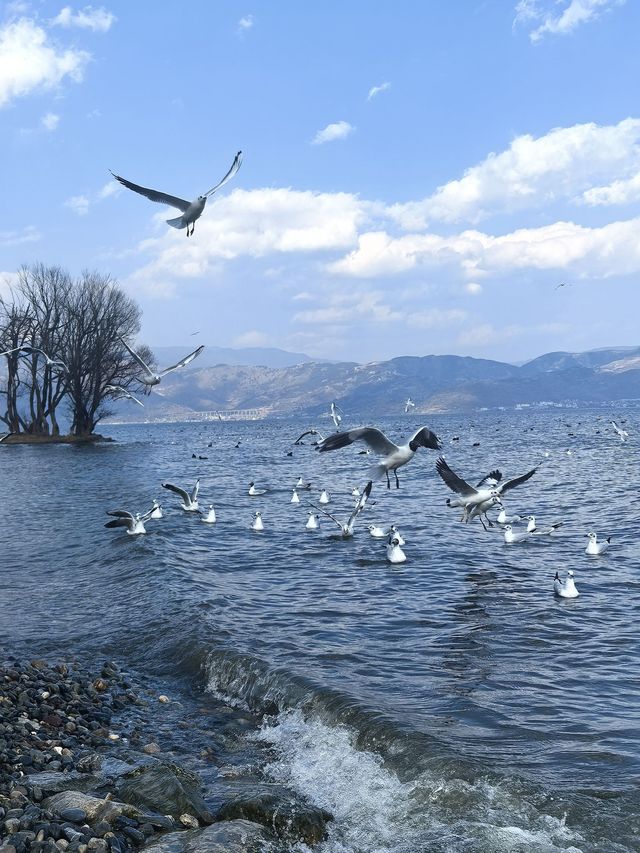 昆明-大理市-麗江8日親子遊 超詳細攻略來襲 昆明-大理市-麗江8日親子遊 超詳細攻略來襲