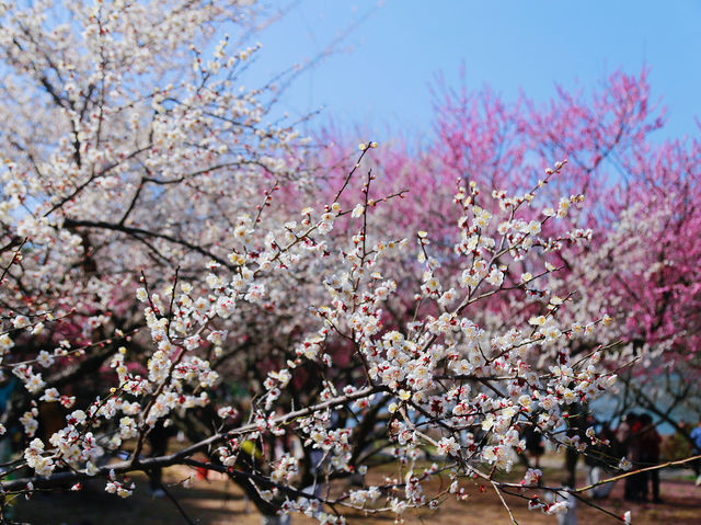 湘湖梅花海