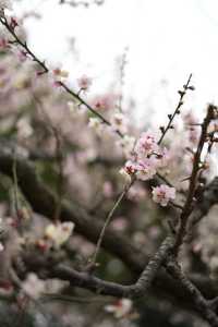 上海世紀公園——共赴梅花的盛宴