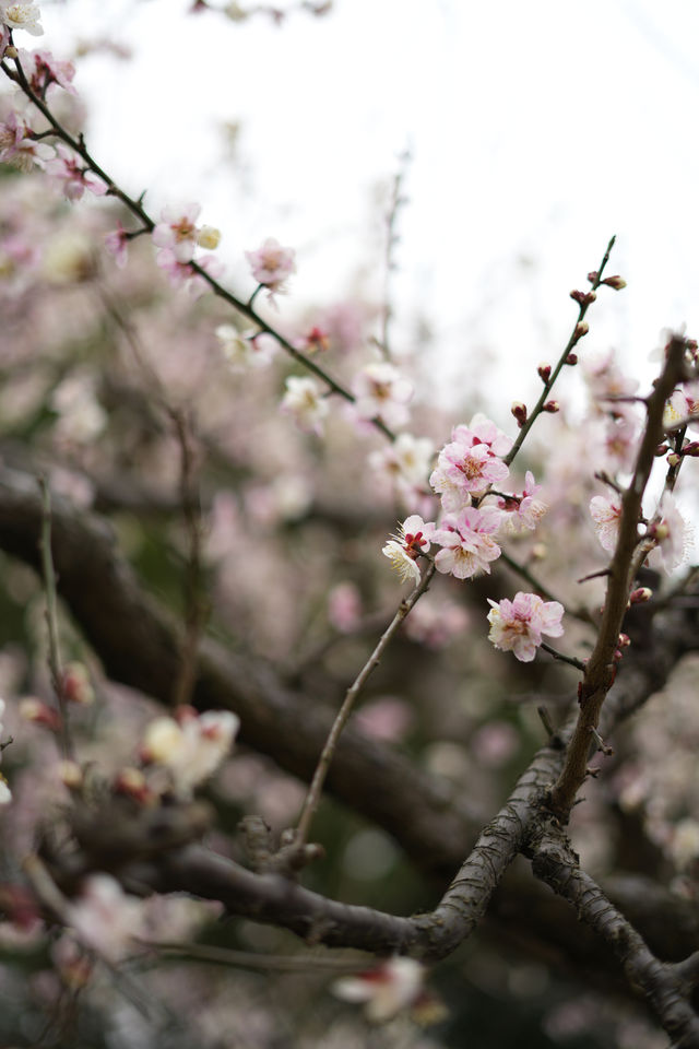 上海世紀公園——共赴梅花的盛宴
