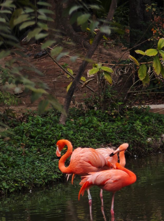 廣州動物園20元的快樂