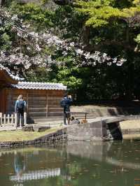 東京櫻花｜小石川後樂園的古老垂枝櫻