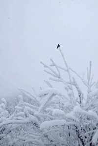 錦里古街和西嶺雪山，遊玩攻略在哪？