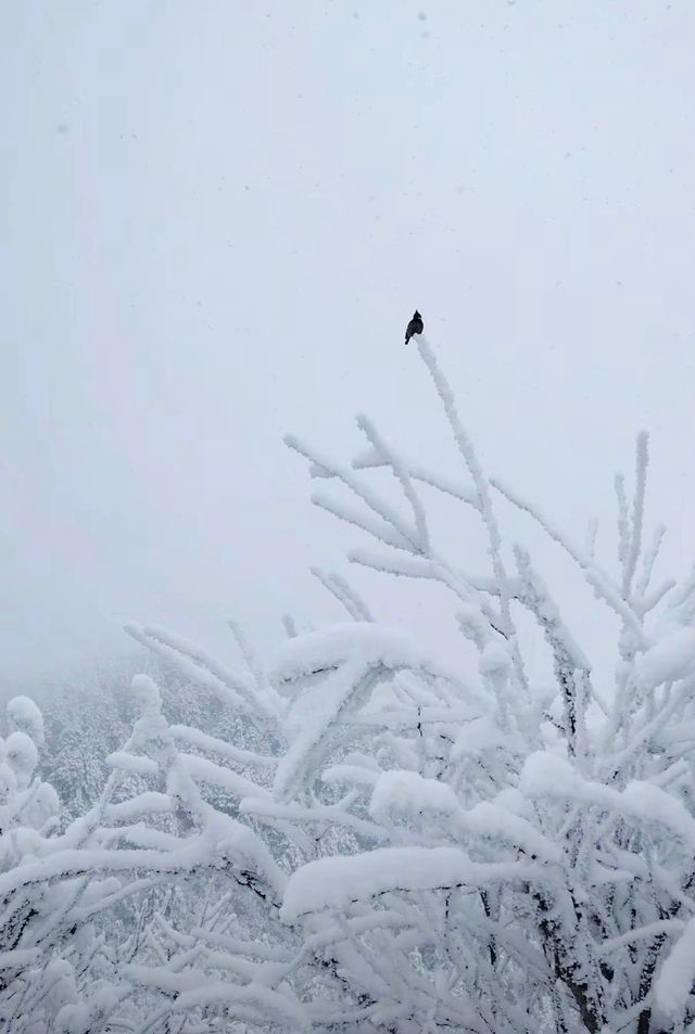錦里古街和西嶺雪山，遊玩攻略在哪？