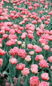 春日限定園博苑賞花季，錯過要等一年！