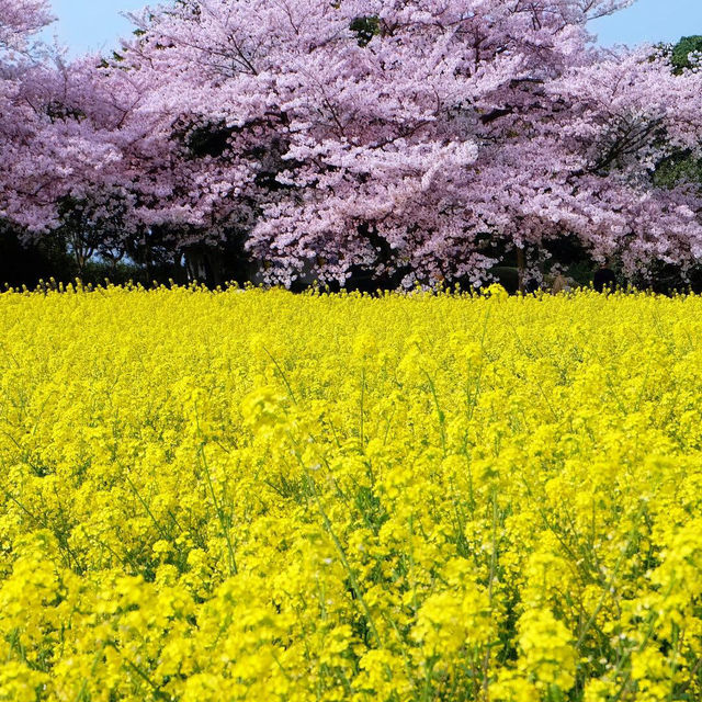 🌸福岡能古島 | 邂逅粉色的春日浪漫