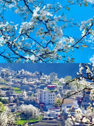 Jinchuan in March is truly a winner.