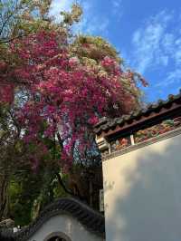 🌸深圳園博園三角梅，絢爛綻放