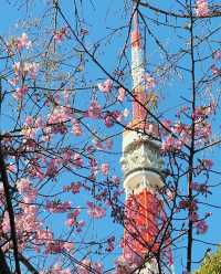 爆肝整理！日本賞櫻進階版超全攻略來啦