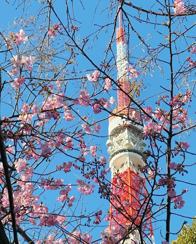 爆肝整理！日本賞櫻進階版超全攻略來啦